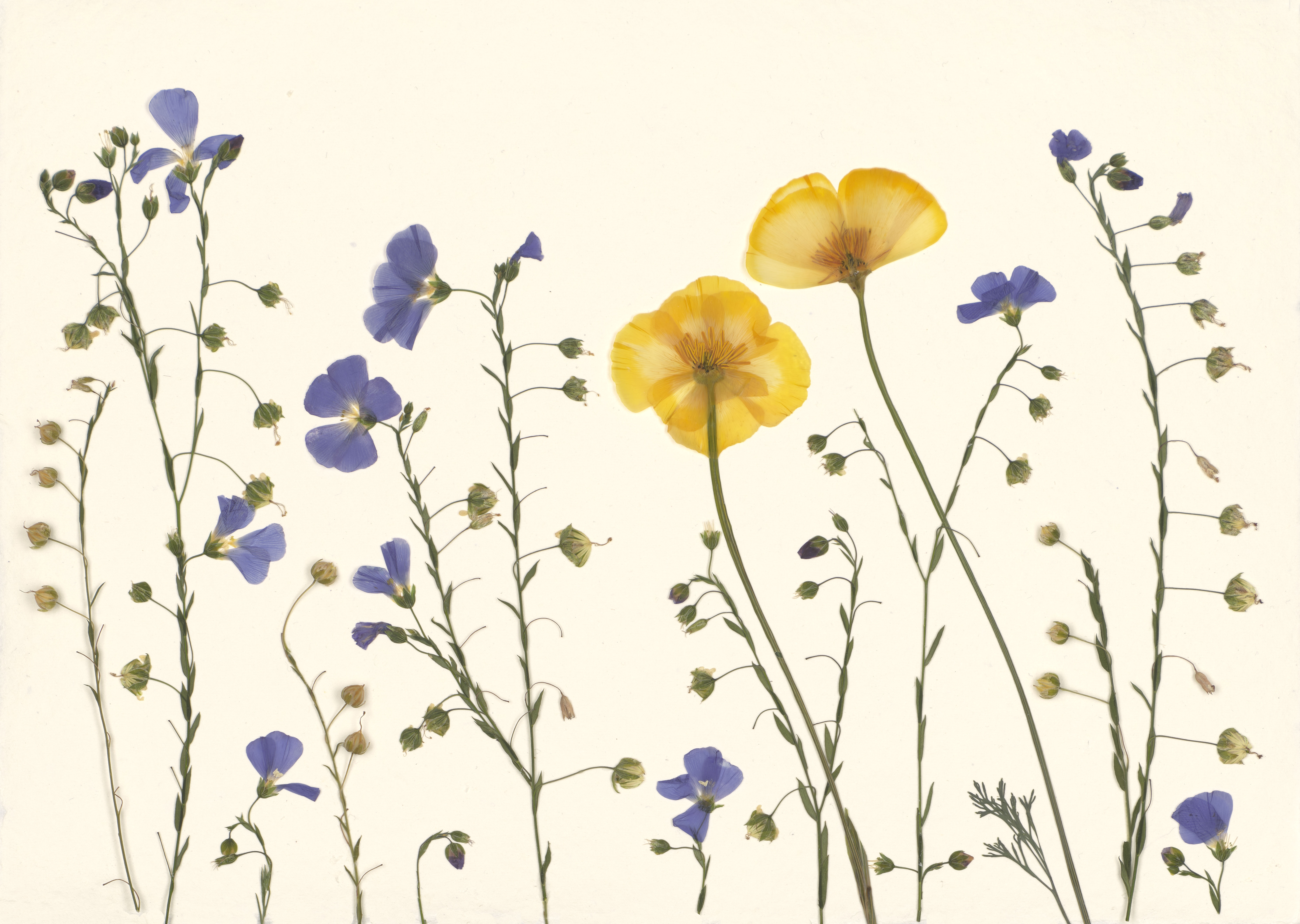 Floral Greeting Cards